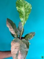 Anthurium-Tricolor-Hookeri-3x4-Product-Peppyflora-01-a-c-Moz