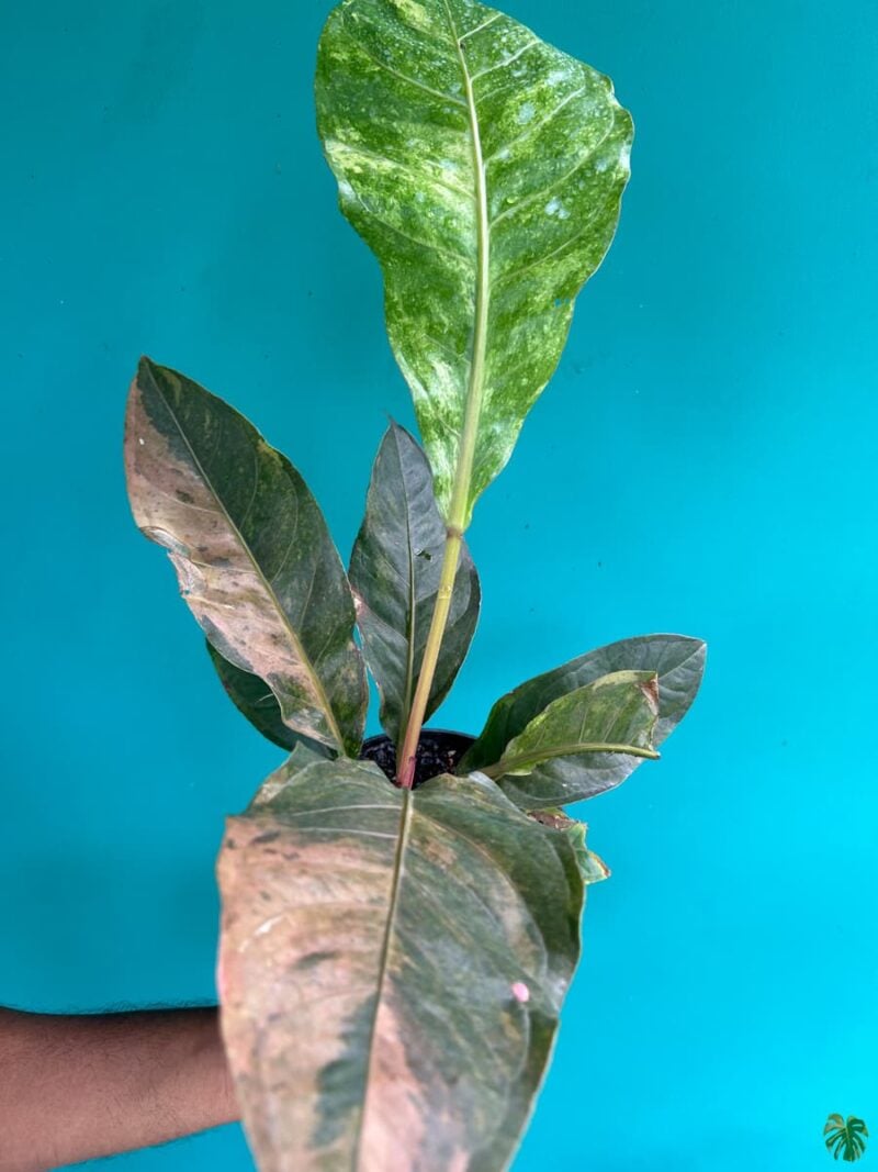 Anthurium-Tricolor-Hookeri-3x4-Product-Peppyflora-01-a-c-Moz
