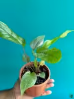 Anthurium-Tricolor-Hookeri-3x4-Product-Peppyflora-01-a-e-Moz