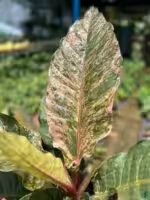 Anthurium-Tricolor-Hookeri-3x4-Product-Peppyflora-01-a-g-Moz