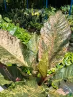 Anthurium-Tricolor-Hookeri-3x4-Product-Peppyflora-01-a-h-Moz