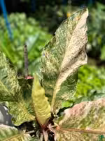 Anthurium-Tricolor-Hookeri-3x4-Product-Peppyflora-01-a-i-Moz