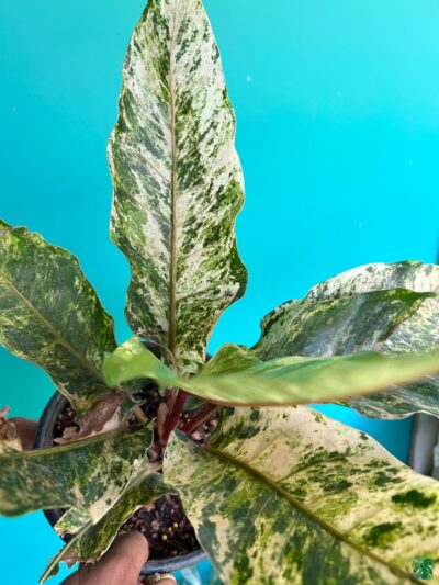 Anthurium-Tricolor-Hookeri-3x4-Product-Peppyflora-01-d-Moz