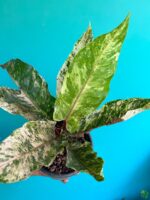 Anthurium-Tricolor-Hookeri-3x4-Product-Peppyflora-01-e-Moz