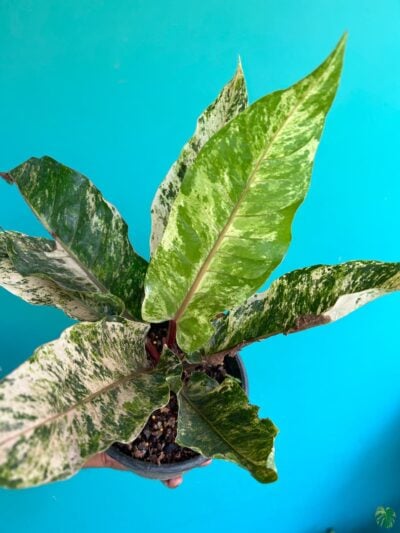 Anthurium-Tricolor-Hookeri-3x4-Product-Peppyflora-01-e-Moz