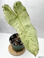 Philodendron-Paraiso-Verde-3x4-Product-Peppyflora-01-d-Moz
