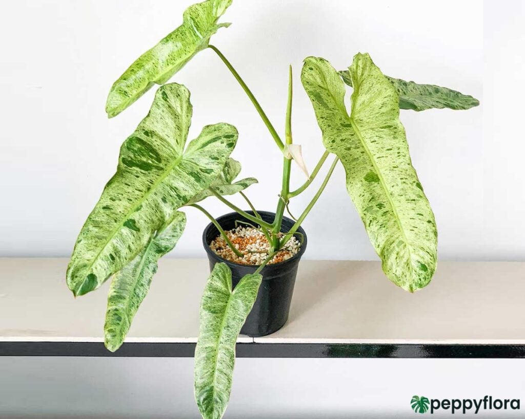 Philodendron-Paraiso-Verde-Product-Peppyflora-02-Moz