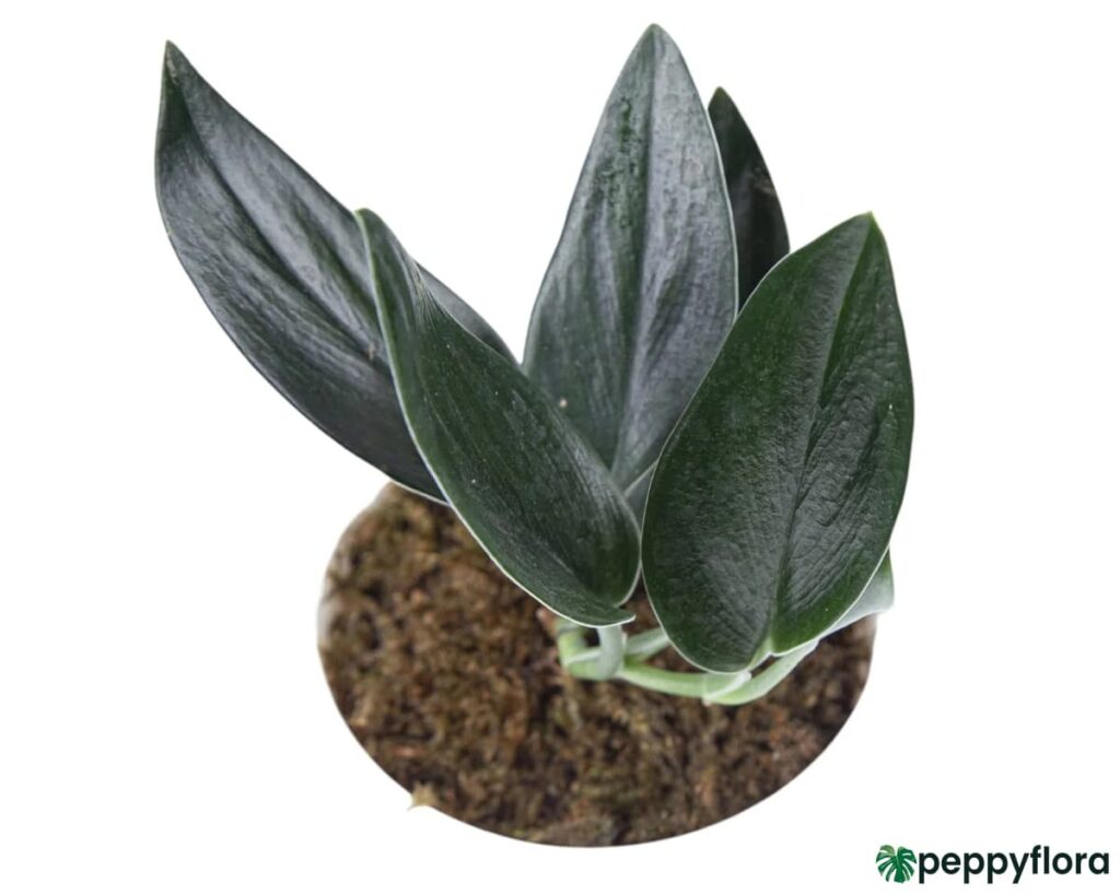 Scindapsus-Treubii-Dark-Form-Product-Peppyflora-02-Moz