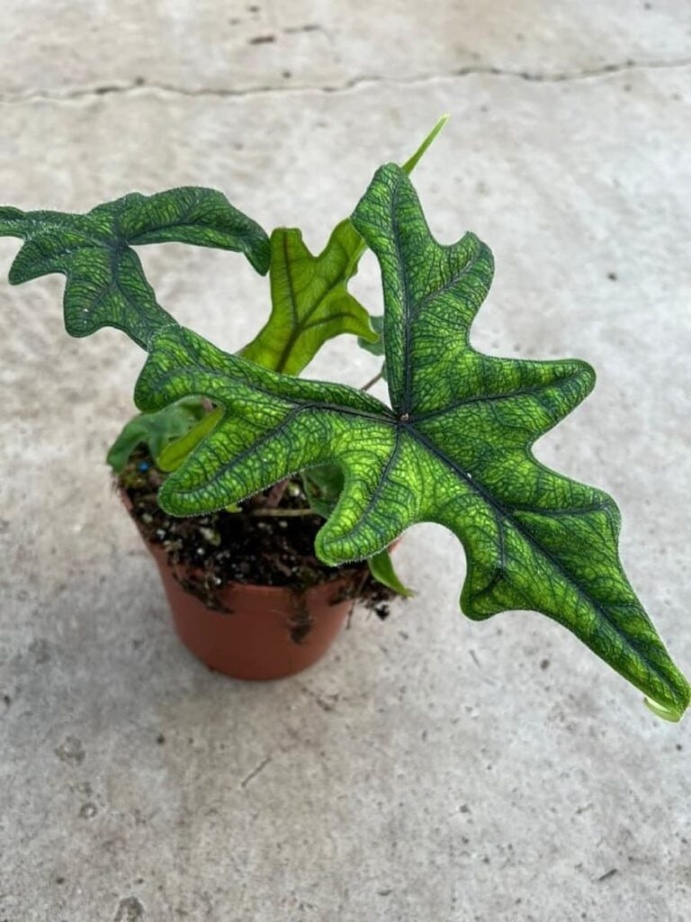 Buy Alocasia Jacklyn Peppyflora®