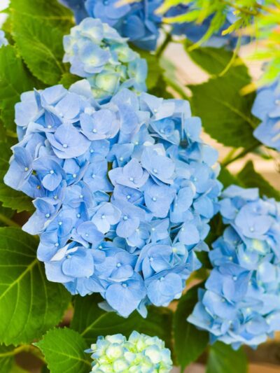 Blue-Hortensia-Hydrangea-Macrophylla-3x4-Product-Peppyflora-01-a-Moz