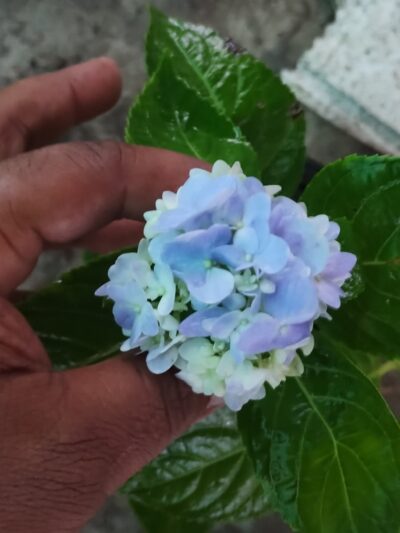 Blue-Hortensia-Hydrangea-Macrophylla-3x4-Product-Peppyflora-01-b-Moz