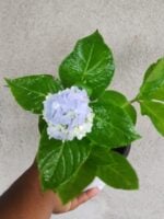 Blue-Hortensia-Hydrangea-Macrophylla-3x4-Product-Peppyflora-01-c-Moz