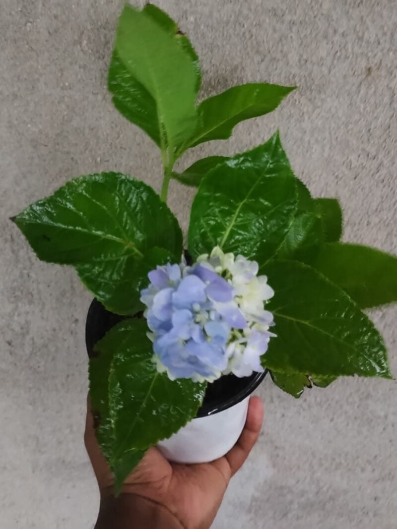 Blue-Hortensia-Hydrangea-Macrophylla-3x4-Product-Peppyflora-01-d-Moz