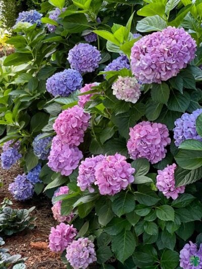 Hortensia-Hydrangea-Macrophylla-3x4-Product-Peppyflora-01-a-Moz