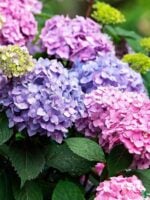 Hortensia-Hydrangea-Macrophylla-3x4-Product-Peppyflora-01-b-Moz