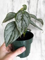 Philodendron-Brandtianum-Silver-Leaf-Philodendron-3x4-Product-Peppyflora-01-b-Moz