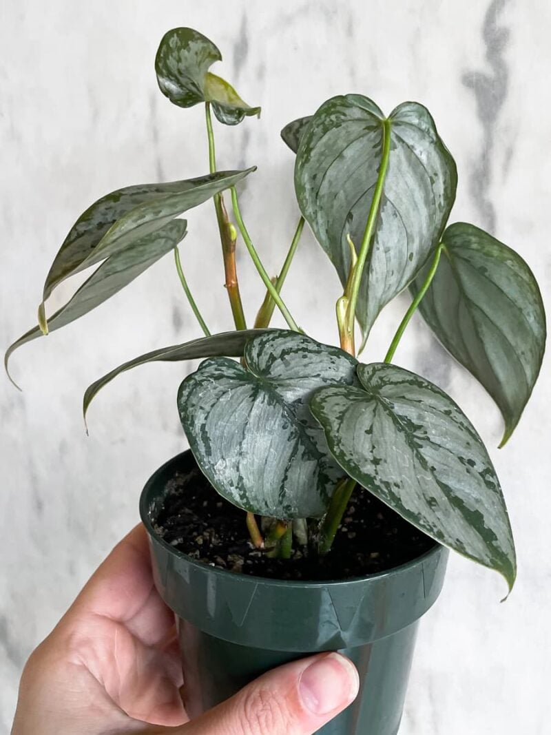 Philodendron-Brandtianum-Silver-Leaf-Philodendron-3x4-Product-Peppyflora-01-e-Moz