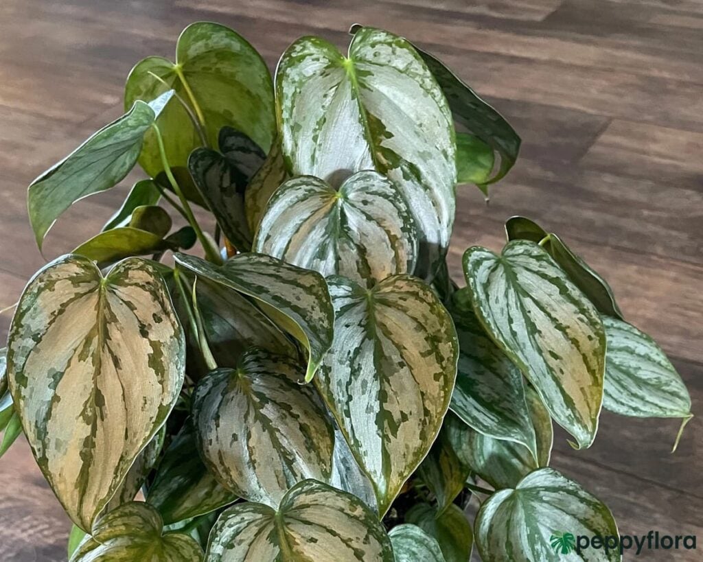 Philodendron Brandtianum Silver Leaf Philodendron Product Peppyflora 02 Moz