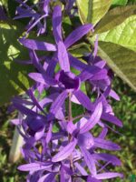 Purple-Wreath-Petrea-Volubilis-Sandpaper-Vine-3x4-Product-Peppyflora-01-a-Moz