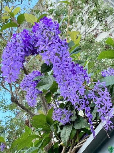 Purple-Wreath-Petrea-Volubilis-Sandpaper-Vine-3x4-Product-Peppyflora-01-b-Moz