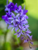 Purple-Wreath-Petrea-Volubilis-Sandpaper-Vine-3x4-Product-Peppyflora-01-d-Moz