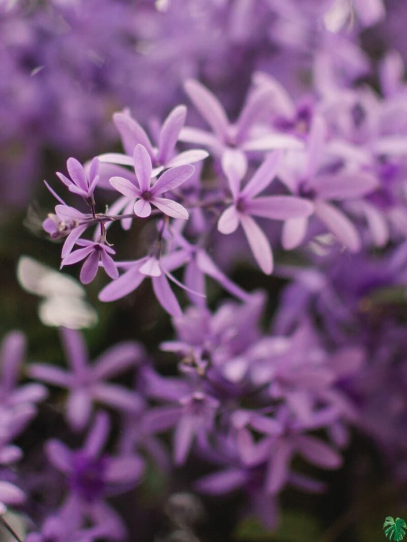 Purple-Wreath-Petrea-Volubilis-Sandpaper-Vine-3x4-Product-Peppyflora-01-e-Moz