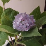 hortensia-hydrangea-macrophylla-peppyflora-featured-review-01