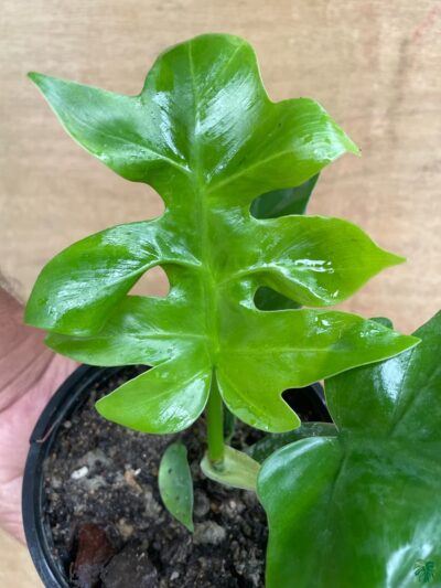 Philodendron-Distantilobum-3x4-Product-Peppyflora-01-a-Moz