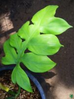 Philodendron-Distantilobum-3x4-Product-Peppyflora-01-b-Moz