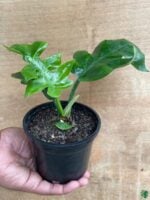 Philodendron-Distantilobum-3x4-Product-Peppyflora-01-d-Moz
