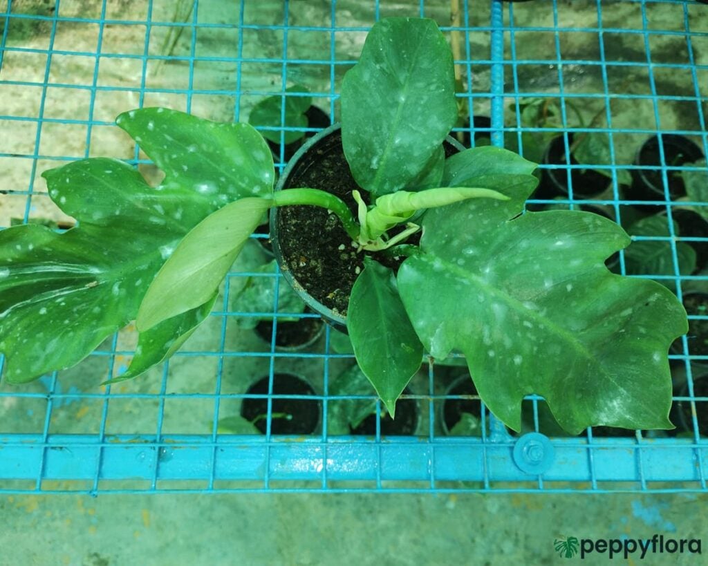 Philodendron Distantilobum Product Peppyflora 02 Moz