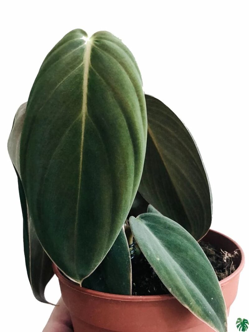 Philodendron Gigas 3X4 Product Peppyflora 01 A Moz