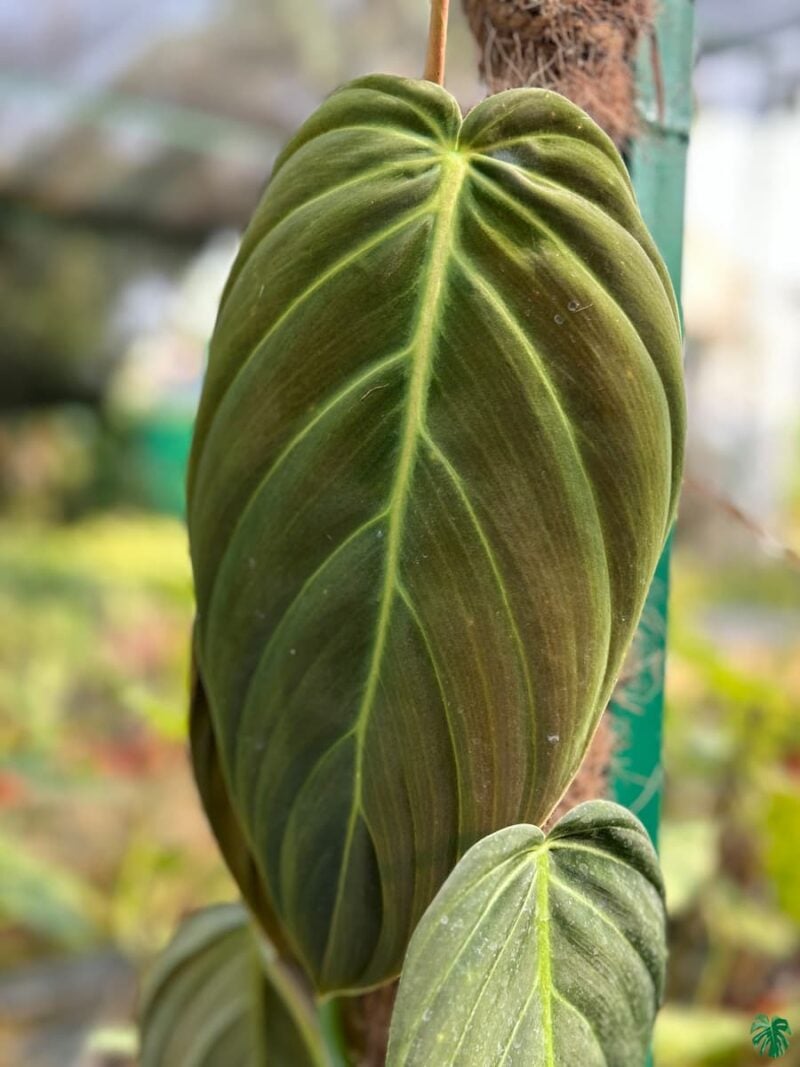 Philodendron Gigas 3X4 Product Peppyflora 01 A A Moz