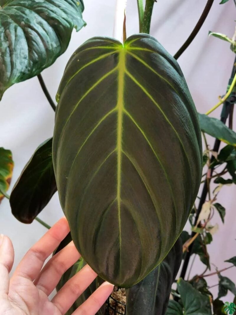 Philodendron-Gigas-3x4-Product-Peppyflora-01-b-Moz