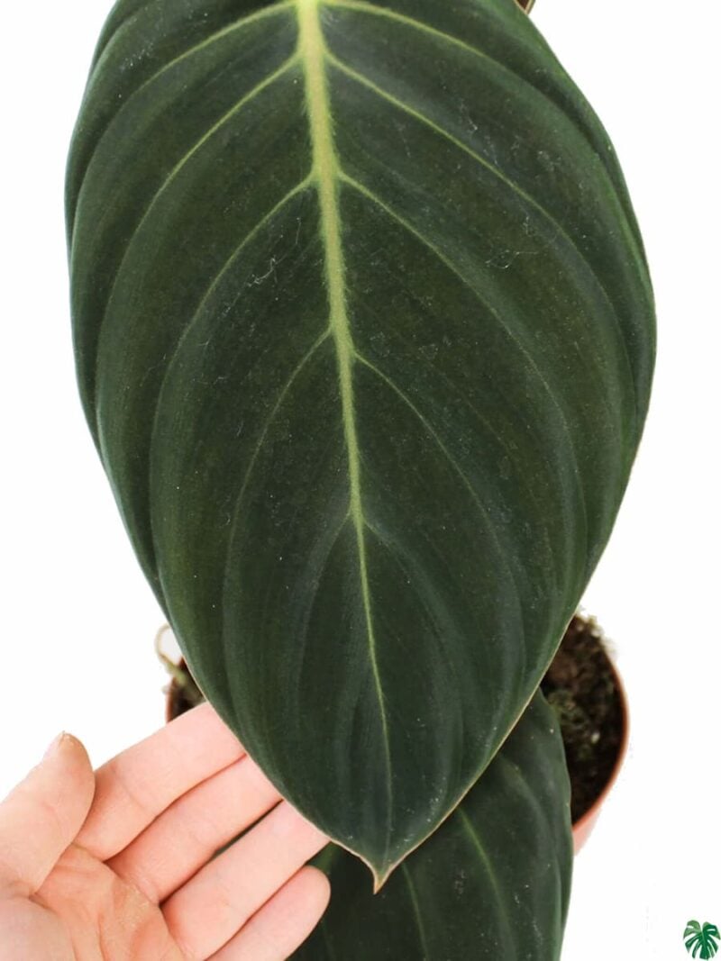 Philodendron-Gigas-3x4-Product-Peppyflora-01-e-Moz