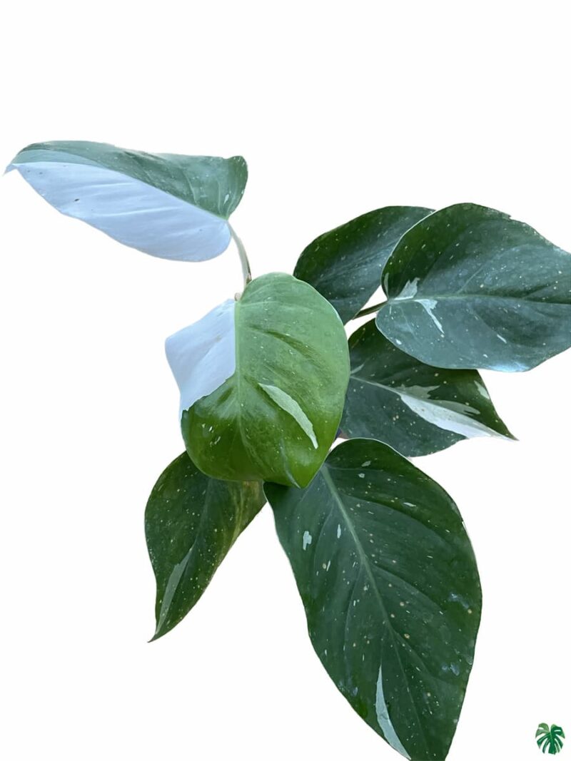 Philodendron White Princess 3X4 Product Peppyflora 01 A A Moz