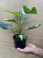 Philodendron-White-Princess-3x4-Product-Peppyflora-01-c-Moz
