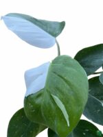 Philodendron-White-Princess-3x4-Product-Peppyflora-01-e-a-Moz
