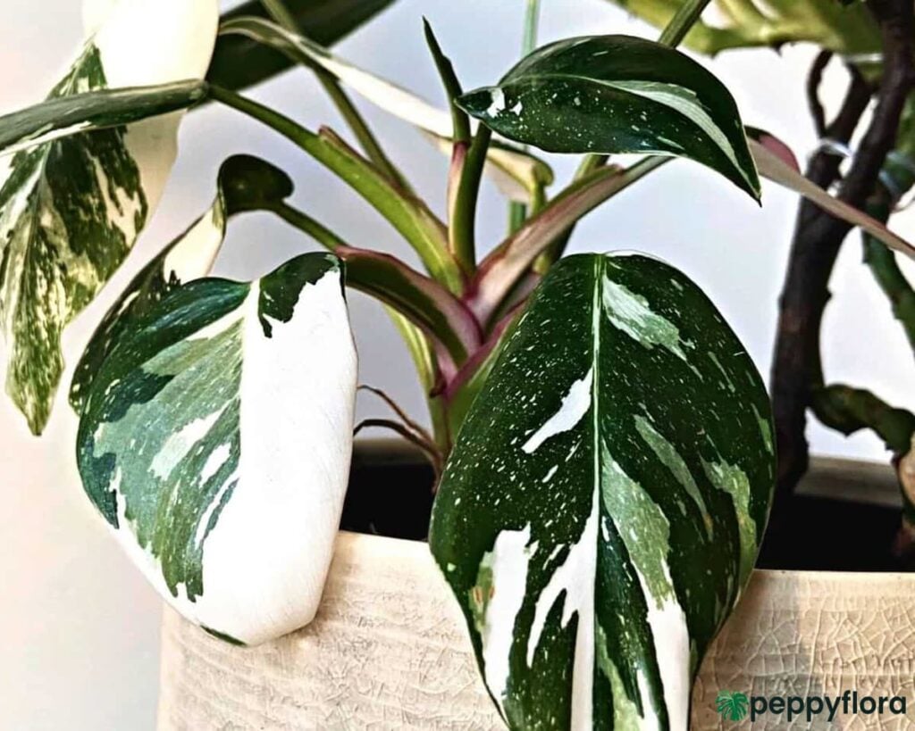 Philodendron White Princess Product Peppyflora 02 Moz