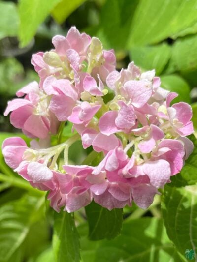 Pink-Hydrangea-Macrophylla-3x4-Product-Peppyflora-01-a-Moz