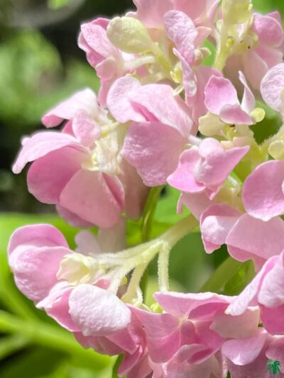 Pink-Hydrangea-Macrophylla-3x4-Product-Peppyflora-01-b-Moz