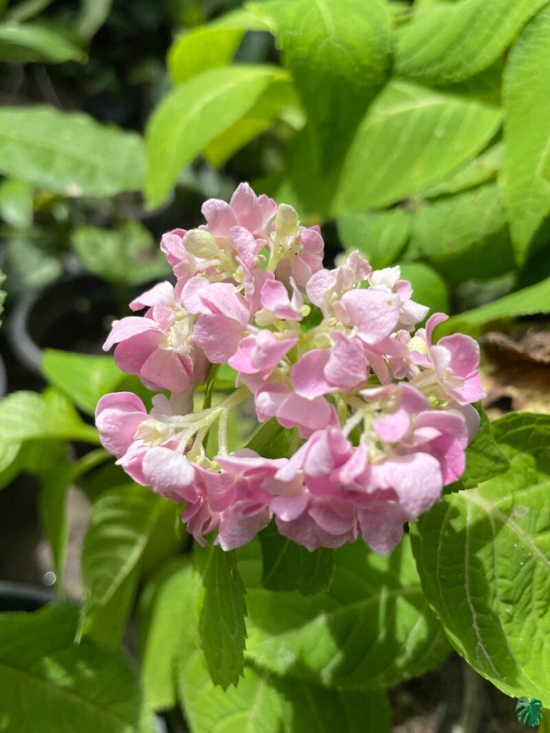 Pink-Hydrangea-Macrophylla-3x4-Product-Peppyflora-01-c-Moz