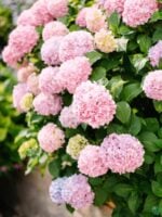 Pink-Hydrangea-Macrophylla-3x4-Product-Peppyflora-01-d-Moz