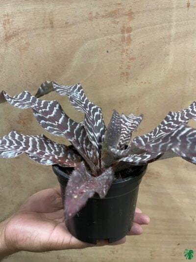 Cryptanthus-Zonatus-3x4-Product-Peppyflora-01-b-Moz