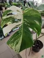 Monstera-Albo-Variegata-3x4-Product-Peppyflora-01-a-Moz