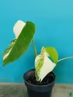 Monstera-Albo-Variegata-3x4-Product-Peppyflora-01-a-a-Moz