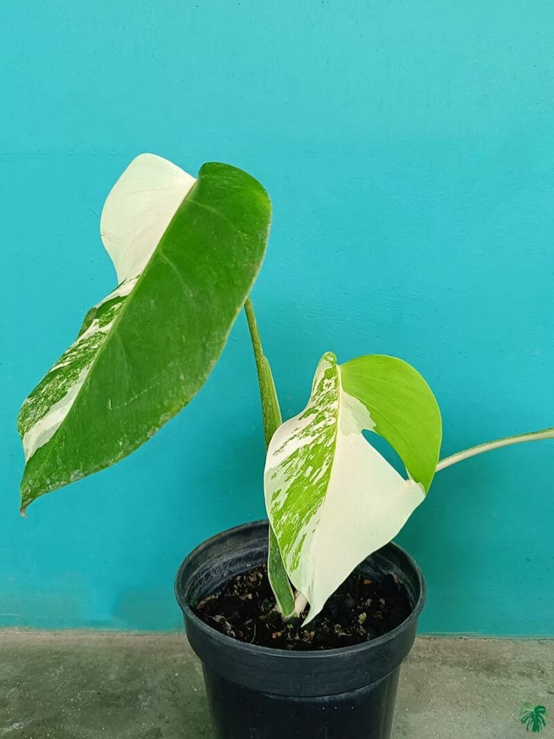 Monstera-Albo-Variegata-3x4-Product-Peppyflora-01-a-a-Moz