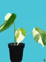 Monstera-Albo-Variegata-3x4-Product-Peppyflora-01-b-b-Moz