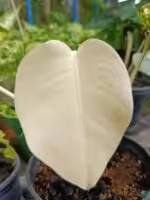 Monstera-Albo-Variegata-3x4-Product-Peppyflora-01-d-Moz