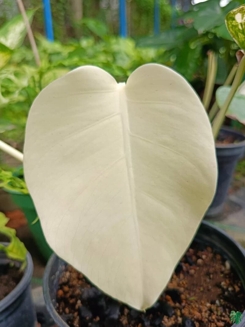 Monstera-Albo-Variegata-3x4-Product-Peppyflora-01-d-Moz